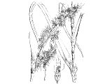 Cane (Andropogon calamus), Heb. QaNeH (Is.43.24, Song.4.14)